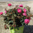 Rose, Double Pink Knock Out® Rose