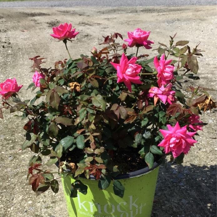 Rose, Double Pink Knock Out® Rose