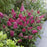 Butterfly Bush, Butterfly Candy® Li'l Raspberry Butterfly Bush
