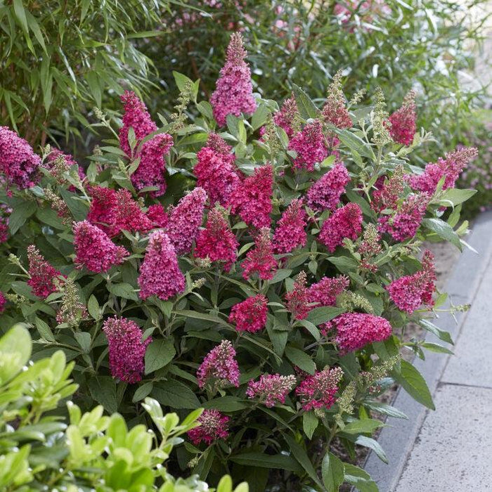 Butterfly Bush, Butterfly Candy® Li'l Raspberry Butterfly Bush