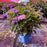 Hydrangea, Bloomin' Easy® Starfield™ Hydrangea