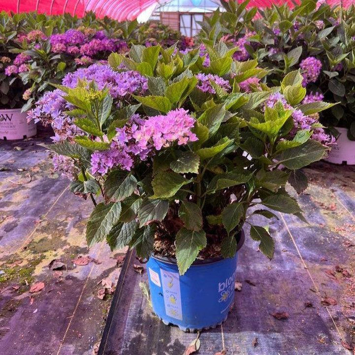 Hydrangea, Bloomin' Easy® Starfield™ Hydrangea