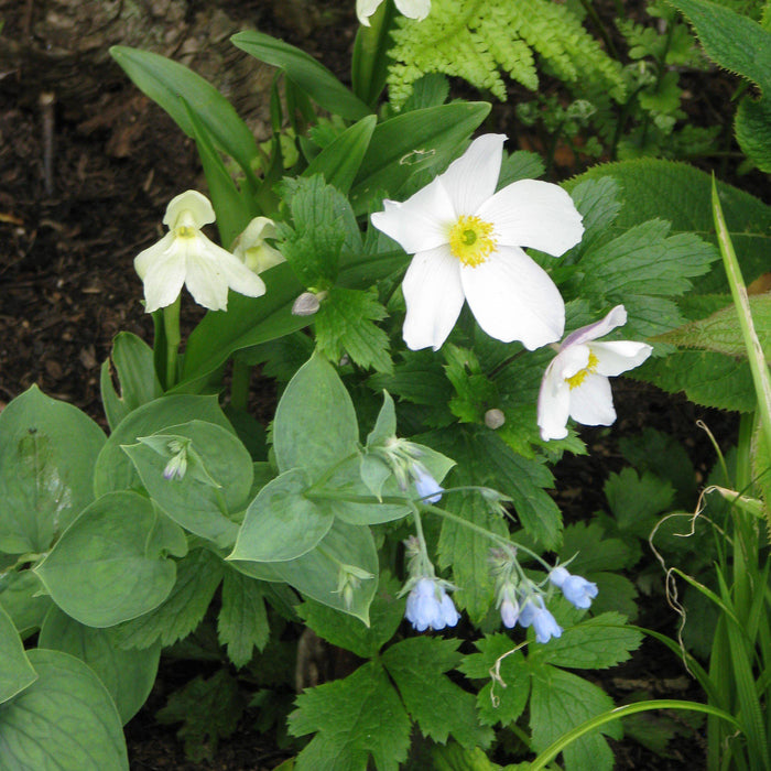 Anemone, Wild Swan™ Anemone