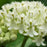 Milkweed, Ice Ballet Swamp Milkweed