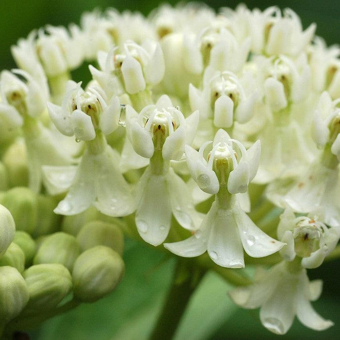 Milkweed, Ice Ballet Swamp Milkweed