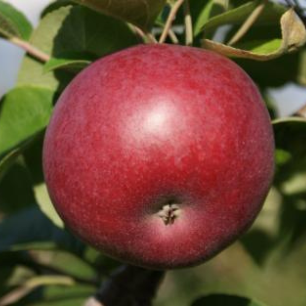Apple, McIntosh, 7 gal. (5-7 ft)