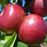 Apple, Macoun, 7 gal (5-7 ft)