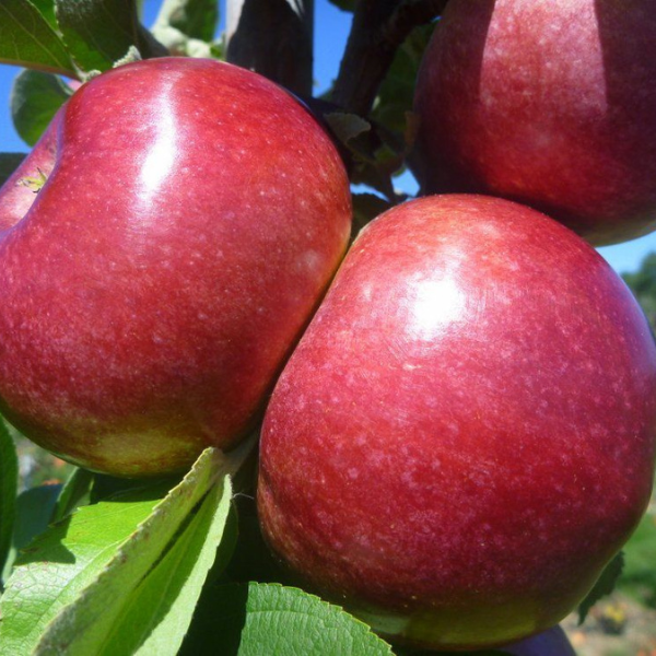 Apple, Macoun, 7 gal (5-7 ft)