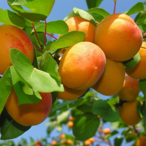 Apricot, Goldbar, 7 gal (5-7 ft)