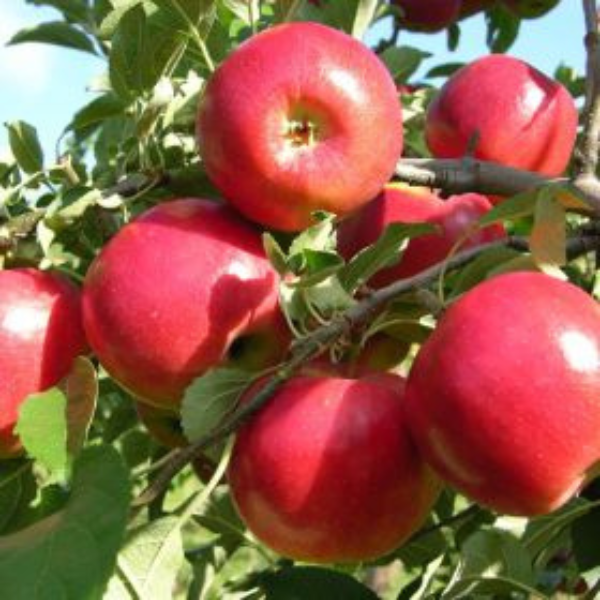 Apple, Jonastar, 7 gal (5-7 ft)