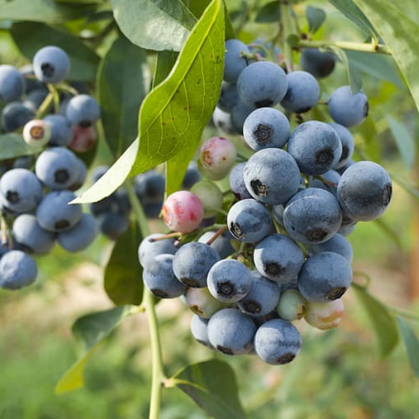 Blueberry, Northland Highbush, 2 gal (15-18 in)