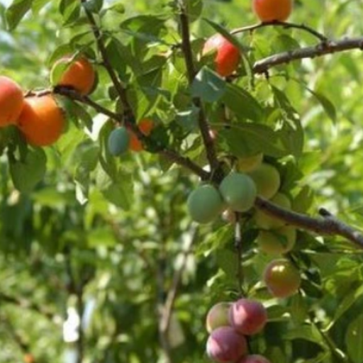 Stone Fruits, Fruit Salad Grafted Multi-Fruit Tree - Apricot, Nectarine, Peach, Plum - 7 gal (5-6 ft)