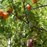 Stone Fruits, Fruit Salad Grafted Multi-Fruit Tree - Apricot, Nectarine, Peach, Plum - 7 gal (5-6 ft)