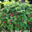 Raspberry, Shortcake Thornless, 2 gal (12-15 in.)