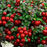 Lingonberry, Red Candy, 1 gal (6-9 in)