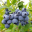 Blueberry, Blue Ribbon Blueberry