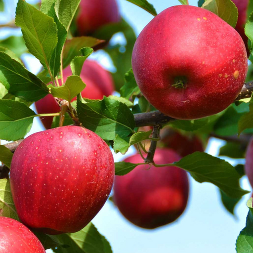 Apple, SnowSweet Apple, 7 gal (5-6 ft)