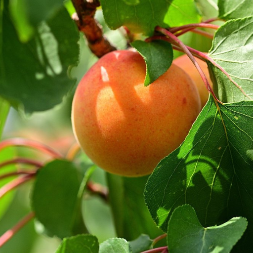 Apricot, Perfection Apricot, 7 gal (5-7 ft)