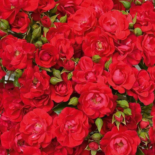 Rose, Flower Carpet® Mini Cherry Rose