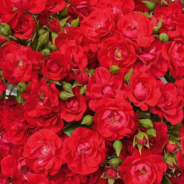 Rose, Flower Carpet® Mini Cherry Rose