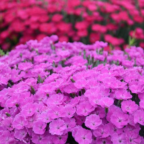 Dianthus, Paint the Town Fuchsia Dianthus