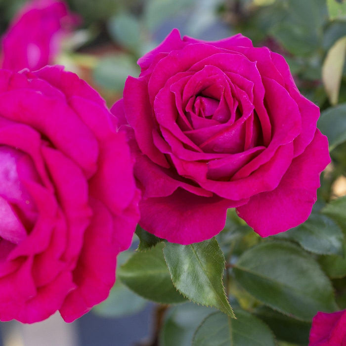 Rose, Sweet Spirit Rose