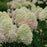 Hydrangea, Proven Winners® Limelight Prime® Hydrangea