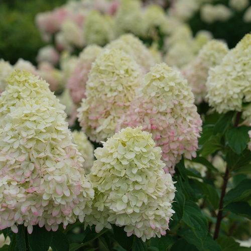 Hydrangea, Proven Winners® Limelight Prime® Hydrangea