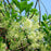 Fringetree, White Fringetree (Chionanthus virginicus)