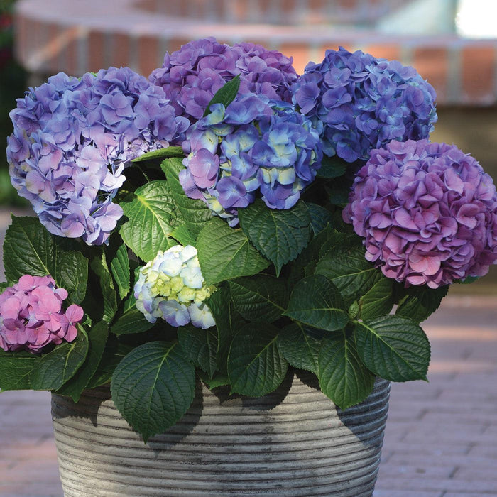 Hydrangea, LA Dreamin'® Hydrangea