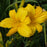Daylily, Buttered Popcorn Daylily