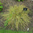 Sedge, Evergold Variegated Sedge