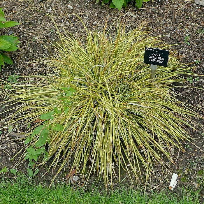 Sedge, Evergold Variegated Sedge