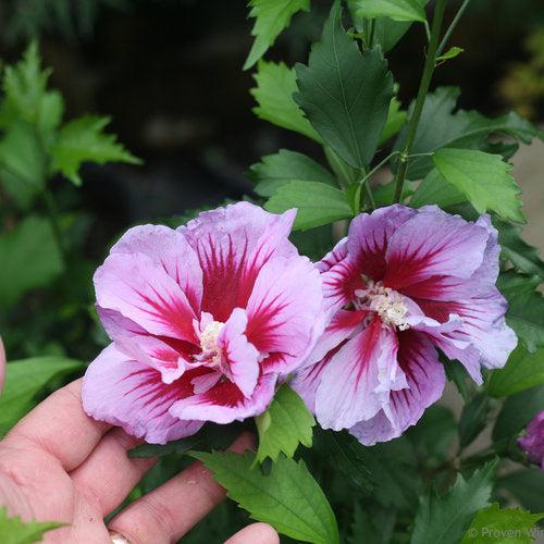 Hibiscus, Purple Pillar® Rose of Sharon