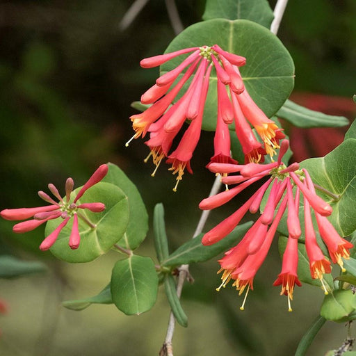 Honeysuckle, Major Wheeler Coral Honeysuckle