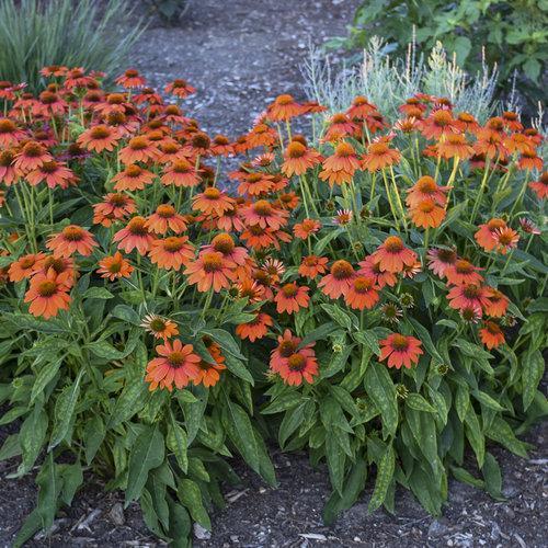 Coneflower, Adobe Orange Improved (Sombrero Adobe) Echinacea