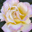 Rose, Peace Rose