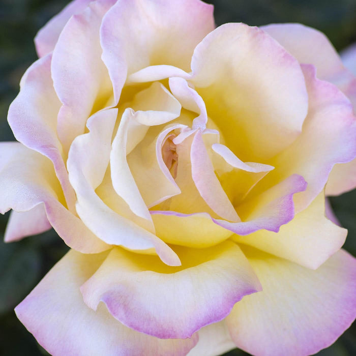 Rose, Peace Rose
