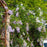 Wisteria, First Editions® Summer Cascade™ Wisteria
