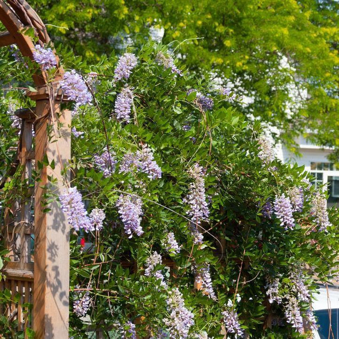 Wisteria, First Editions® Summer Cascade™ Wisteria