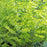 Spurge, Ascot Rainbow Spurge