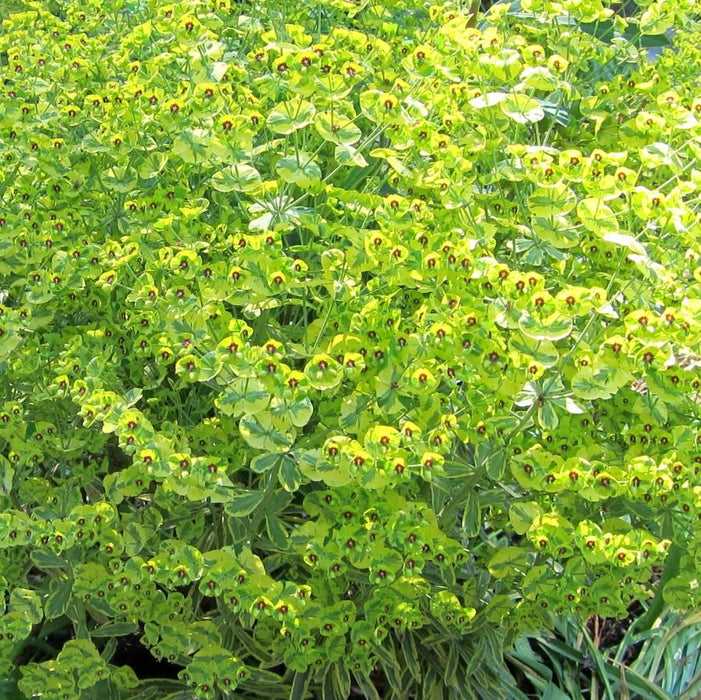 Spurge, Ascot Rainbow Spurge