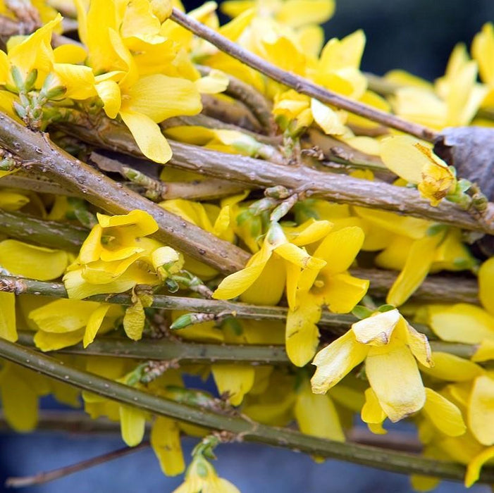 Forsythia, Lynwood Gold Forsythia