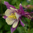 Columbine, Earlybird™ Purple Yellow Columbine