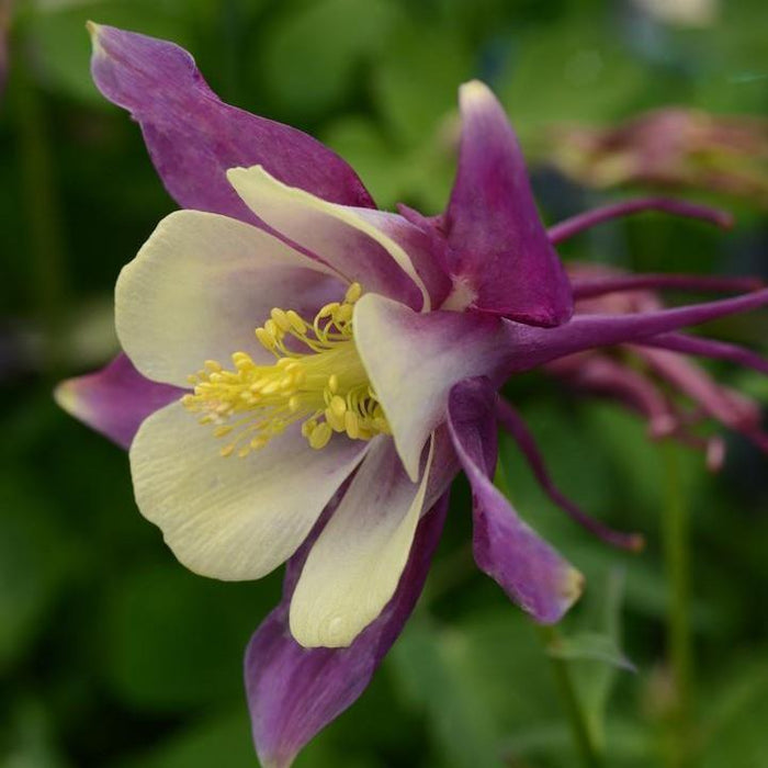 Columbine, Earlybird™ Purple Yellow Columbine