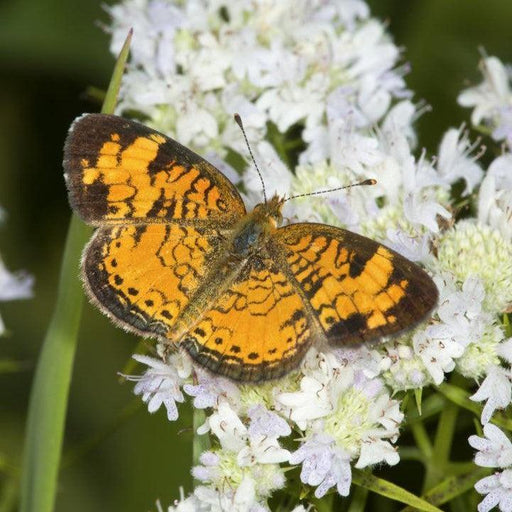 Mountain Mint, Slender Mountain Mint