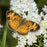 Mountain Mint, Slender Mountain Mint