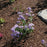 Aster, Bluebird Smooth Aster