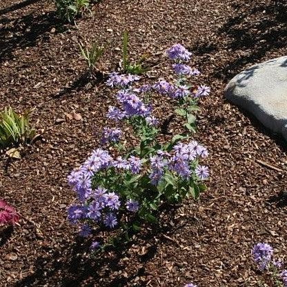 Aster, Bluebird Smooth Aster