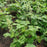Coral Bells, Autumn Bride Coral Bells